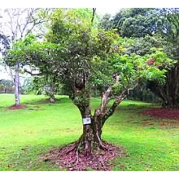 Natural Litchi Plant
